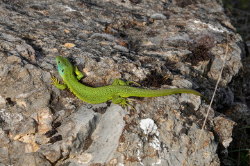 Westliche Smaragdeidechse, Lacerta bilineata