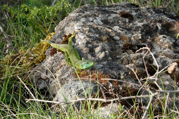 Westliche Smaragdeidechse, Lacerta bilineata