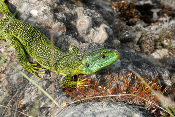 Westliche Smaragdeidechse, Lacerta bilineata