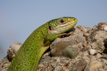 Westliche Smaragdeidechse, Lacerta bilineata