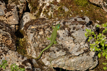 Westliche Smaragdeidechse, Lacerta bilineata