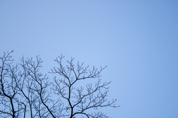 青空と落葉した木