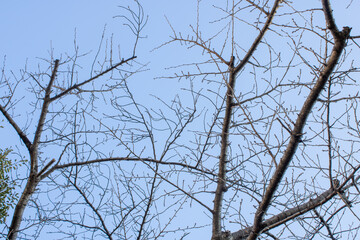 青空と落葉した木