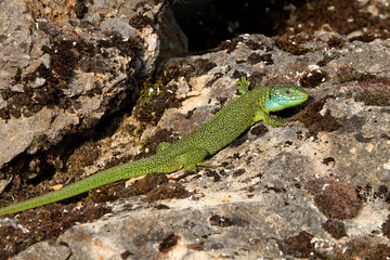 Westliche Smaragdeidechse, Lacerta bilineata