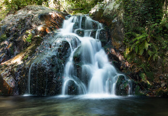 Saltos de agua en el bosque