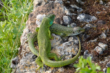 Westliche Smaragdeidechse, Lacerta bilineata