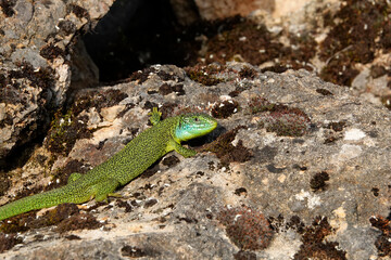 Westliche Smaragdeidechse, Lacerta bilineata
