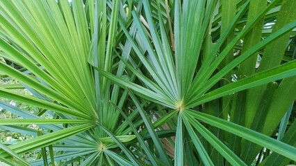 Fototapeta premium Tropical palm leaves with nature concept tropical leaf of green leaves