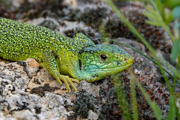 Westliche Smaragdeidechse, Lacerta bilineata