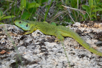 Westliche Smaragdeidechse, Lacerta bilineata