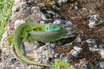 Westliche Smaragdeidechse, Lacerta bilineata