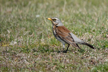 Wacholderdrossel (Turdus pilaris)