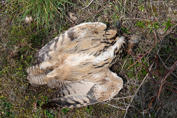 Uhu (Bubo bubo) als Verkehrsopfer