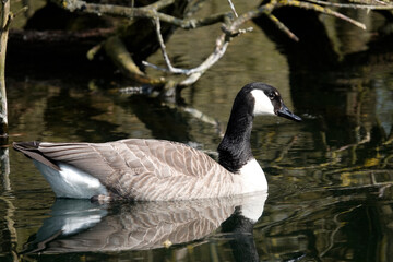 Kanadagans (Branta canadensis)