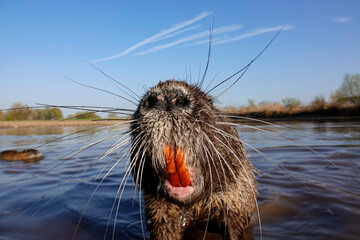 Nutria (Myocastor coypus)