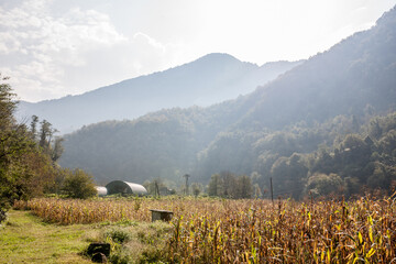 Krajobraz w Gruzji