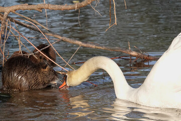 Nutria (Myocastor coypus)