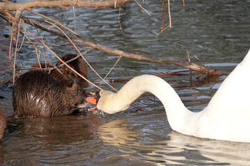 Nutria (Myocastor coypus)