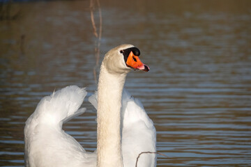 Höckerschwan (Cygnus olor)