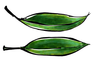 葉蘭（ハラン・バラン）のイラスト