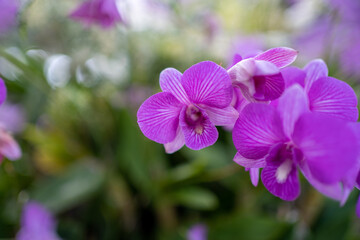 Close up purple orchid flower in garden