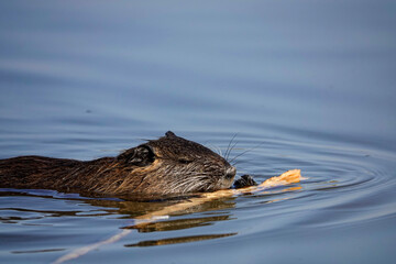 Nutria (Myocastor coypus)