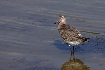 Uferschnepfe (Limosa limosa)