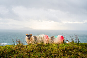 Sheep roaming on Achill Island, Ireland