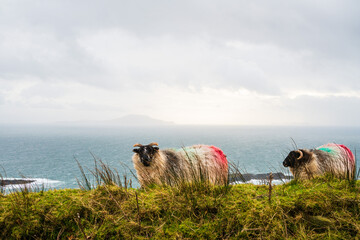 Sheep roaming on Achill Island, Ireland