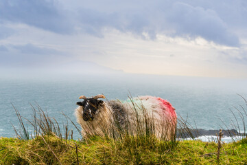 Sheep roaming on Achill Island, Ireland