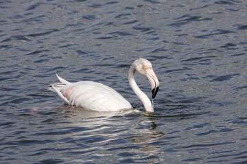 Rosaflamingo (Phoenicopterus roseus)