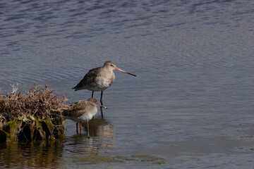 Uferschnepfe (Limosa limosa) und Rotschenkel (Tringa totanus)