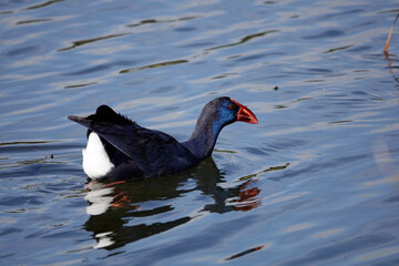 Purpurhuhn (Porphyrio porphyrio)