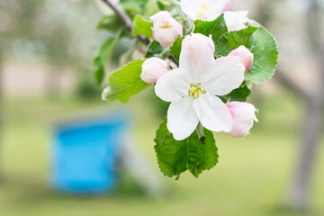 White and pink apple tree flowers on blooming garden background in springtime, nature concept, close up view