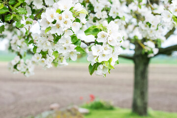 Blooming apple tree with white blossoms in garden in springtime, apple tree with white flowers on field background, nature concept
