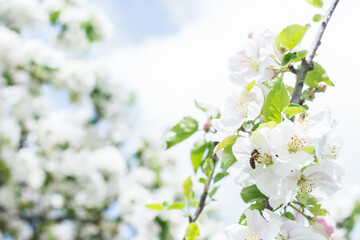 Bee collecting nectar from blooming apple tree flower outdoors in sunny day in springtime, apple tree with white flowers on sky background, beautiful floral background