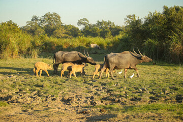 Big wild water buffalo in Kaziranga. Family of buffalos in the wild planes. Beautiful indian wildlife. Giants in India.