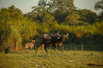 Big wild water buffalo in Kaziranga. Family of buffalos in the wild planes. Beautiful indian wildlife. Giants in India.