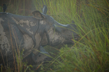Endangered indian rhinoceros in the nature habitat of Kaziranga national park in India. One horned rhino. Rhinoceros unicornis.