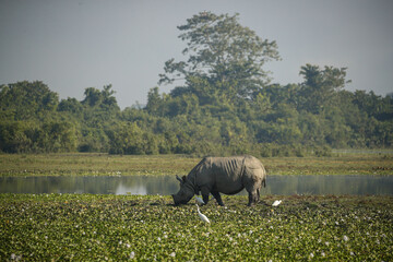 Endangered indian rhinoceros in the nature habitat of Kaziranga national park in India. One horned rhino. Rhinoceros unicornis.