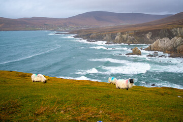 Sheep roaming on Achill Island, Ireland