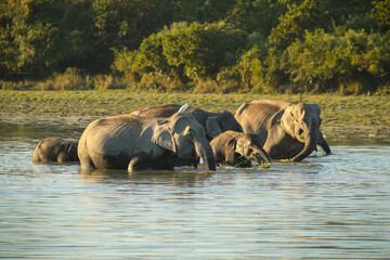 Asian elephant walk in the nature habitat. Elephants in the magical morning fog in Kaziranga...