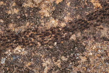 Trail of black ants on a yellow rock in a forest, close up top view