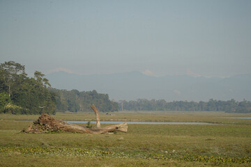 Big wild indian nature landscape. Kaziranga national park in Assam. Amazing and magical panoramas.