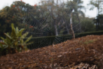Spider web - close up in the Countryside of Thailand