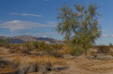 Fototapeta na wymiar mesquite trees and Eagle mountain scenic view from Desert Center (Riverside county, California)