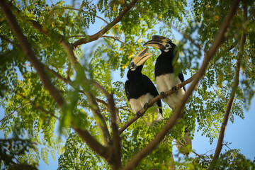 Beautiful  oriental pied hornbill on a tree in Kaziranga. Giant hornbill bird on a tree. Indian wildlife birding. Anthracoceros albirostris. - obrazy, fototapety, plakaty