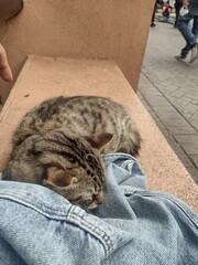 Gato recostado