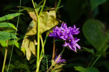 Purple bluebell flower Campanula glomerata in the forest close-up