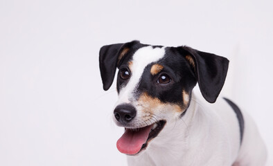 Portraite of adorable, happy puppy of Jack Russell Terrier. Cute smiling dog on white background. Free space for text.